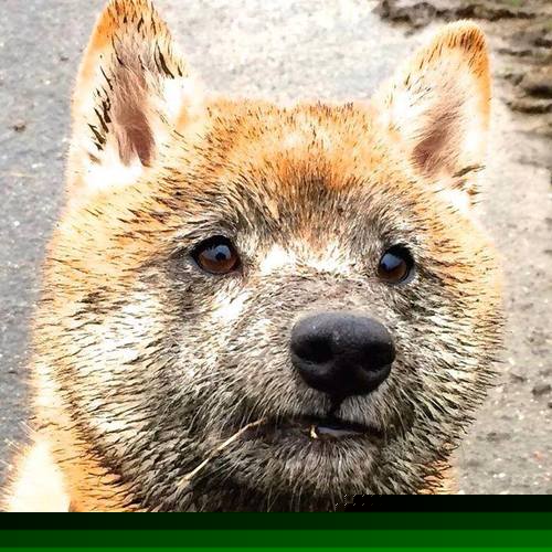 DB电竞解说-跨界焦点，浙江加时鏖战独行侠，利拉德在意甲赛场接管比赛